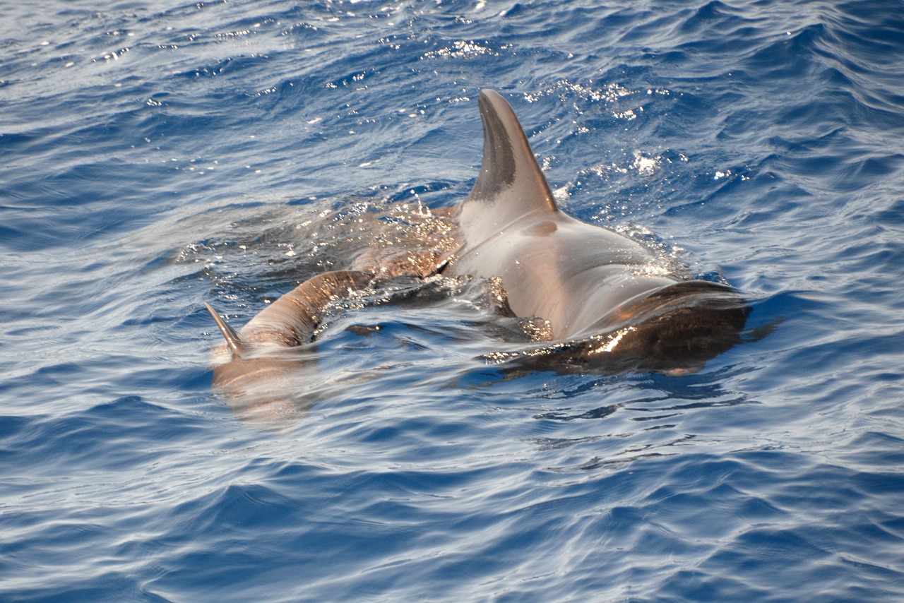 Understanding the Role of Whale Activity in Market Trends